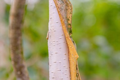 Betula utilis 'Doorenbos' baliveau 8/10
