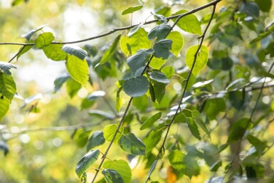 Betula utilis 'Doorenbos' baliveau 8/10