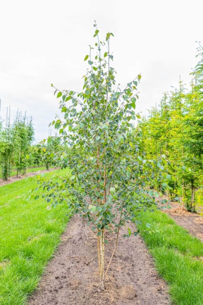 Betula utilis 'Doorenbos' cépée 250-300