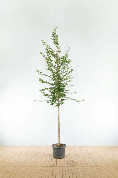 Carpinus betulus haute-tige 18/20
