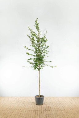 Carpinus betulus haute-tige 18/20