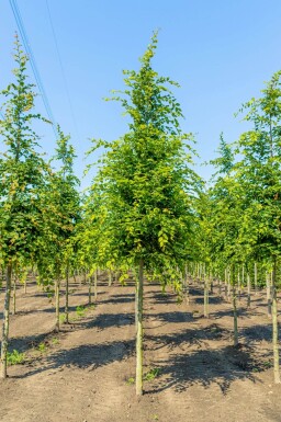 Carpinus betulus haute-tige 18/20