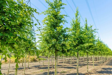 Carpinus betulus haute-tige 18/20
