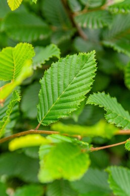Carpinus betulus haute-tige 18/20