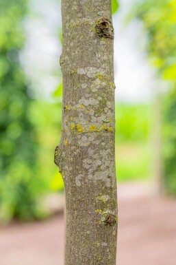 Carpinus betulus haute-tige 18/20