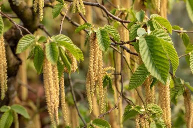 Carpinus betulus haute-tige 18/20
