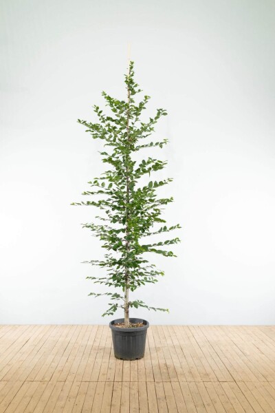 Carpinus betulus baliveau 6-8