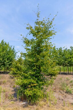 Carpinus betulus baliveau 6-8