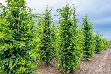 Carpinus betulus baliveau 6-8