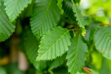 Carpinus betulus baliveau 6-8