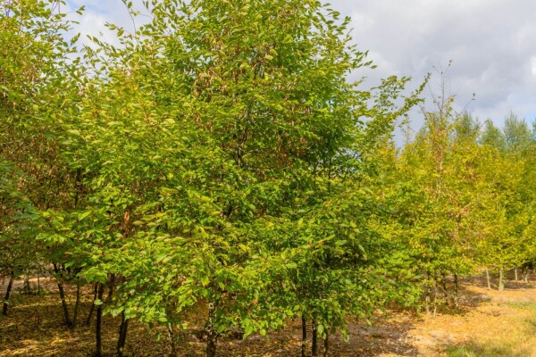 Carpinus betulus cépée 250-300
