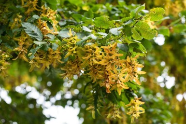 Carpinus betulus cépée 250-300