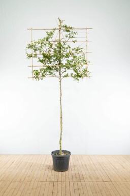 Carpinus betulus espalier