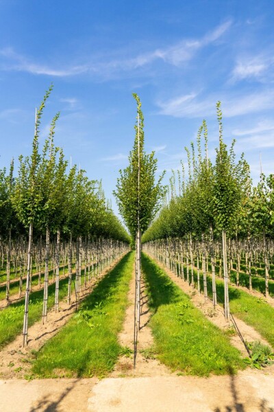 Carpinus betulus 'Fastigiata' haute-tige 16/18