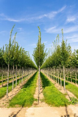 Carpinus betulus 'Fastigiata' haute-tige 16/18