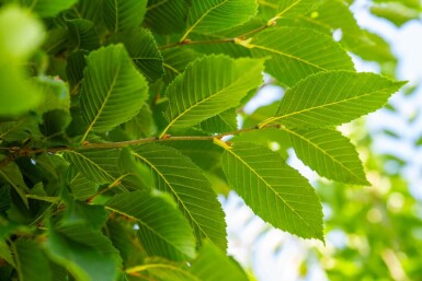 Carpinus betulus 'Fastigiata' haute-tige 16/18