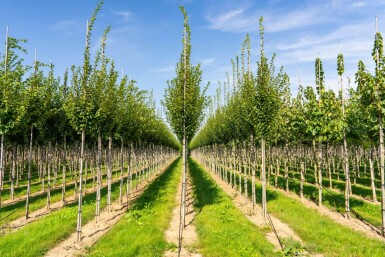 Carpinus betulus 'Fastigiata' haute-tige 16/18
