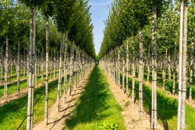 Carpinus betulus 'Fastigiata' haute-tige 16/18