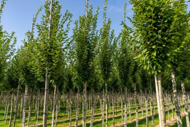Carpinus betulus 'Fastigiata' haute-tige 16/18
