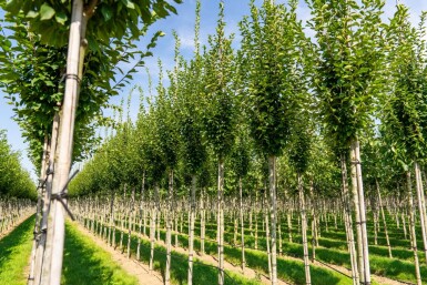 Carpinus betulus 'Fastigiata' haute-tige 16/18