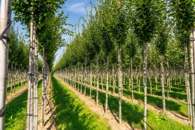 Carpinus betulus 'Fastigiata' haute-tige 16/18