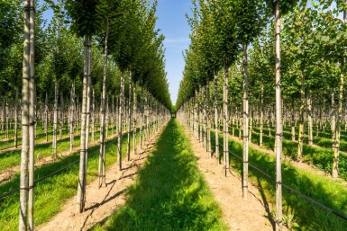 Carpinus betulus 'Fastigiata' haute-tige 16/18