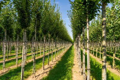 Carpinus betulus 'Fastigiata' haute-tige 16/18