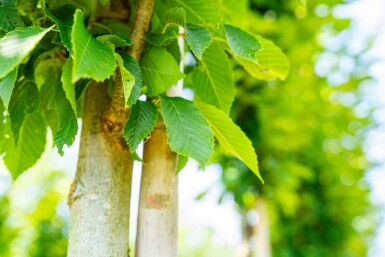 Carpinus betulus 'Fastigiata' haute-tige 16/18