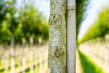 Carpinus betulus 'Fastigiata' haute-tige 16/18