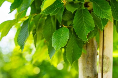 Carpinus betulus 'Fastigiata' haute-tige 16/18