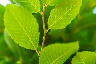 Carpinus betulus 'Fastigiata' haute-tige 16/18