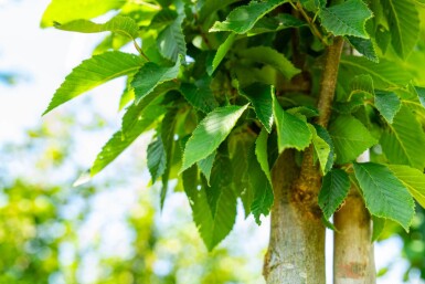 Carpinus betulus 'Fastigiata' haute-tige 16/18