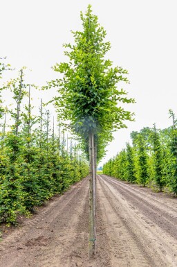 Carpinus betulus 'Fastigiata' haute-tige 16/18