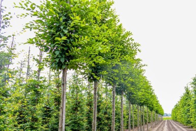 Carpinus betulus 'Fastigiata' haute-tige 16/18