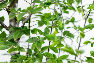 Carpinus betulus 'Fastigiata' haute-tige 16/18