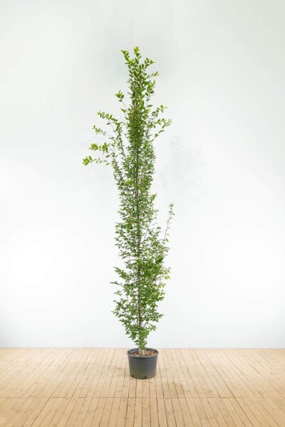 Carpinus betulus 'Fastigiata' baliveau 4-6