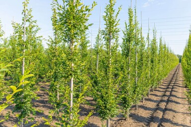 Carpinus betulus 'Fastigiata' baliveau 4-6