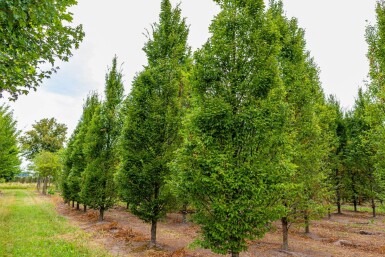Carpinus betulus 'Fastigiata' baliveau 4-6
