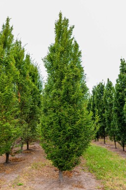 Carpinus betulus 'Fastigiata' baliveau 4-6