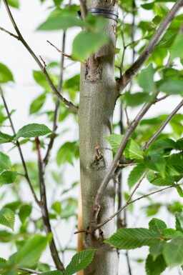 Carpinus betulus 'Fastigiata' baliveau 4-6