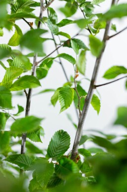 Carpinus betulus 'Fastigiata' baliveau 4-6
