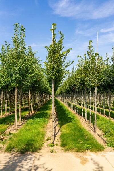 Carpinus betulus 'Frans Fontaine' haute-tige 10/12