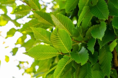 Carpinus betulus 'Frans Fontaine' haute-tige 10/12