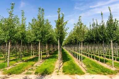 Carpinus betulus 'Frans Fontaine' haute-tige 10/12