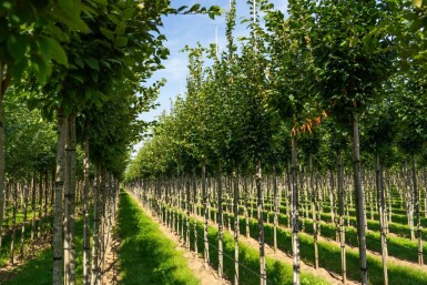 Carpinus betulus 'Frans Fontaine' haute-tige 10/12