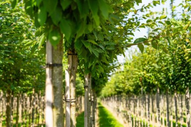 Carpinus betulus 'Frans Fontaine' haute-tige 10/12