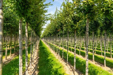 Carpinus betulus 'Frans Fontaine' haute-tige 10/12