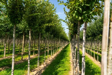 Carpinus betulus 'Frans Fontaine' haute-tige 10/12