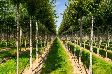 Carpinus betulus 'Frans Fontaine' haute-tige 10/12