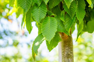 Carpinus betulus 'Frans Fontaine' haute-tige 10/12